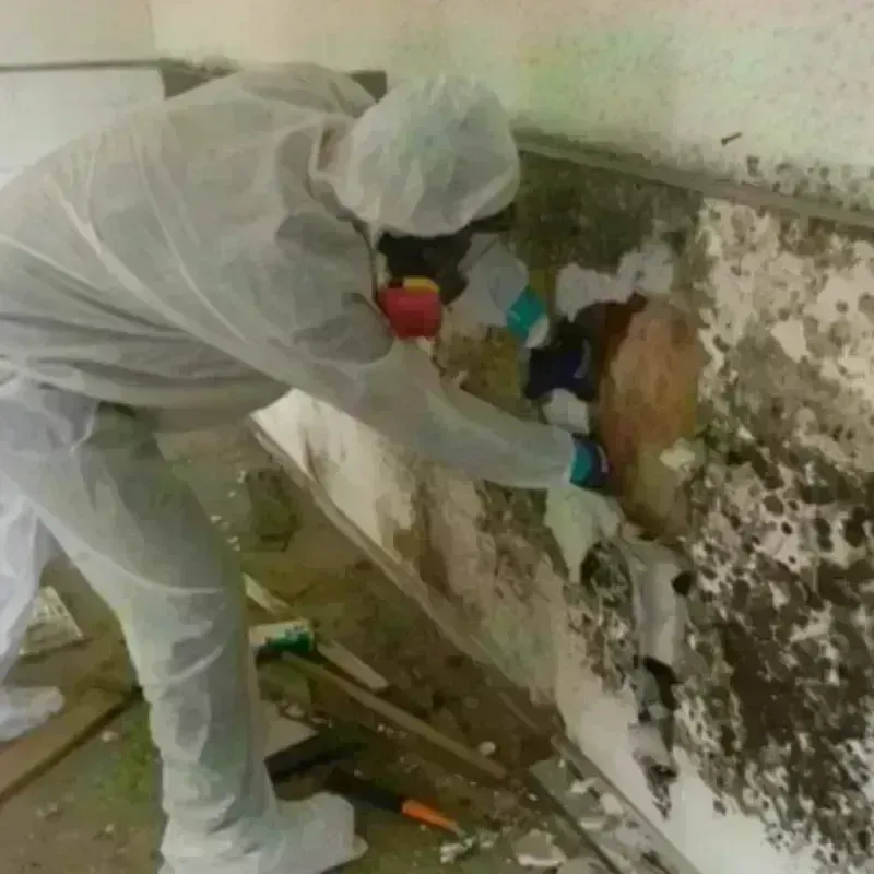 Mold Remediation and Removal in Twin Rivers, NJ